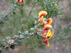 Pultenaea scabra