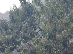 Mallotus philippensis