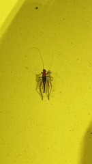Homoeoxipha lycoides