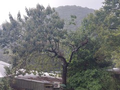 Mallotus philippensis