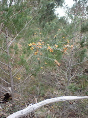 Pultenaea scabra