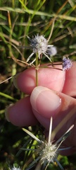 Eryngium integrifolium