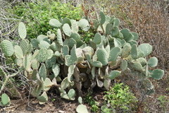 Opuntia lasiacantha