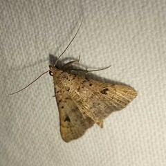 Bleptina caradrinalis