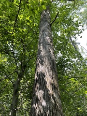 Liquidambar styraciflua