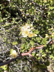 Prunus fremontii