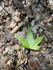 Liquidambar styraciflua