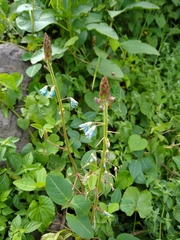 Desmodium uncinatum