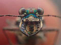 Cicindela oregona oregona