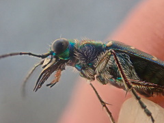 Cicindela oregona oregona