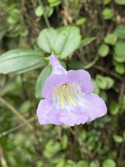 Lysionotus pauciflorus