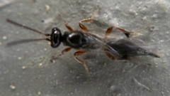 Proctotrupidae