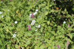Stellaria chilensis