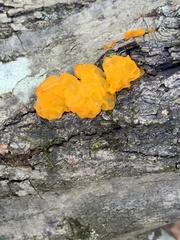 Dacrymyces chrysospermus