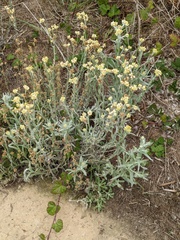 Pseudognaphalium stramineum