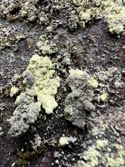 Fungi