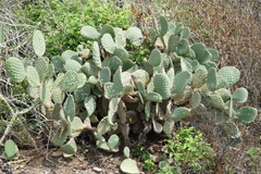 Opuntia lasiacantha