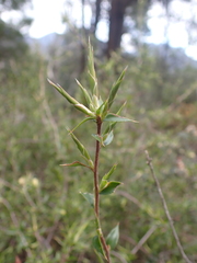 Styphelia rufa