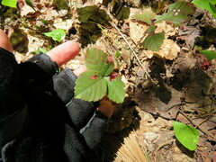 Rubus hispidus