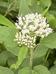Eupatorium formosanum