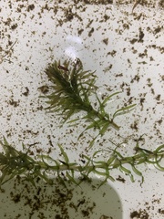Elodea canadensis