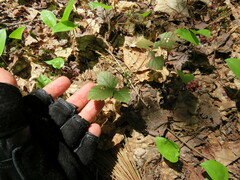 Rubus hispidus