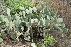 Opuntia lasiacantha