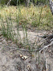 Eleocharis macrostachya
