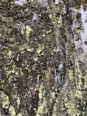 Fungi