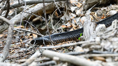Drymarchon melanurus