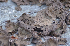 Umbilicaria muhlenbergii