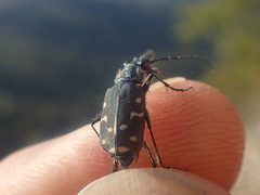 Cicindela oregona oregona