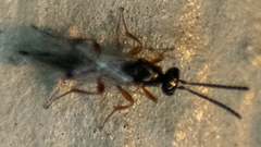 Proctotrupidae