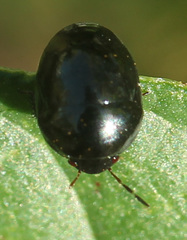 Thyreocoridae