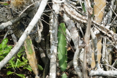 Acanthocereus tetragonus
