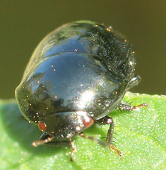 Thyreocoridae