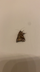 Callopistria floridensis