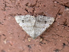 Frederickia nigricomma