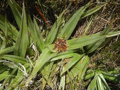 Astelia psychrocharis