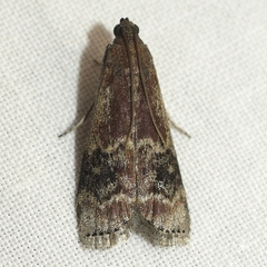Euzophera semifuneralis