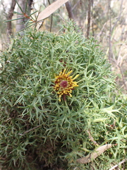 Isopogon ceratophyllus