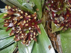 Astelia psychrocharis