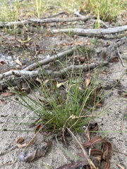 Eleocharis obtusa