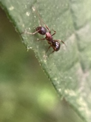Camponotus subbarbatus