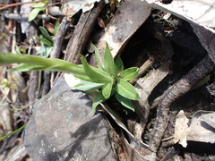 Pterostylis plumosa