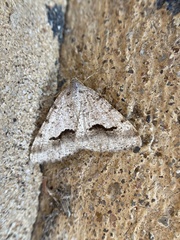 Frederickia s-signata