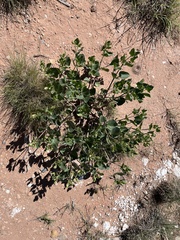 Mirabilis multiflora