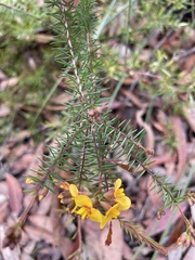 Dillwynia retorta