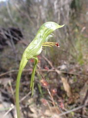Pterostylis plumosa