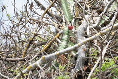 Stenocereus standleyi
